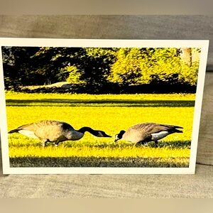 5X7 greeting card made from a nature photo of two geese.Blank inside.